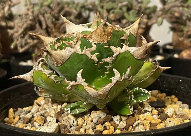 アガベ チタノタ agave titanota ″大白鯊″ 子株 | BLACK PLANTS アガベ チタノタ agave titanota ″大白鯊″ 子株 | BLACK PLANTS