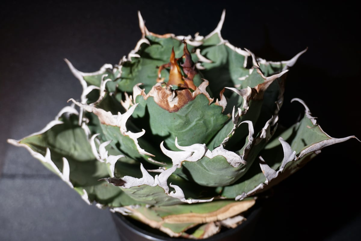 アガベ チタノタ 狂刺夕映 agave titanota 1 | BLACK PLANTS