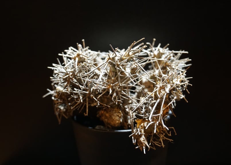 オトンナ　ユーフォルビオイデス　黒鬼城　現地株 オトンナ ユーフォルビオイデス 黒鬼城 othonna euphorbioides 2