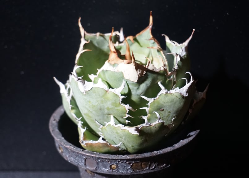 アガベ チタノタ 白鯨 agave titanota 2 | BLACK PLANTS