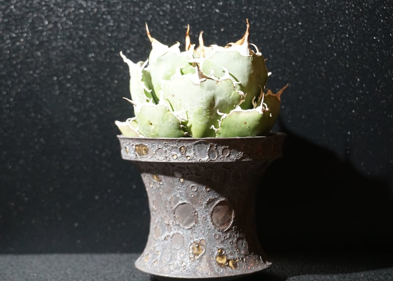 アガベ チタノタ 白鯨 agave titanota 2 | BLACK PLANTS