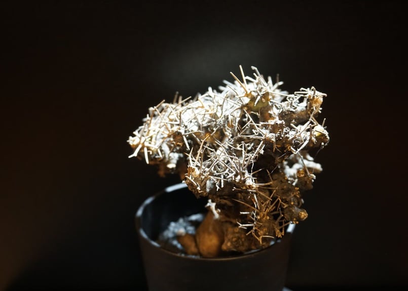 黒鬼城　Othonna euphorbioides オトンナユーフォルビオイデス オトンナ ユーフォルビオイデス 