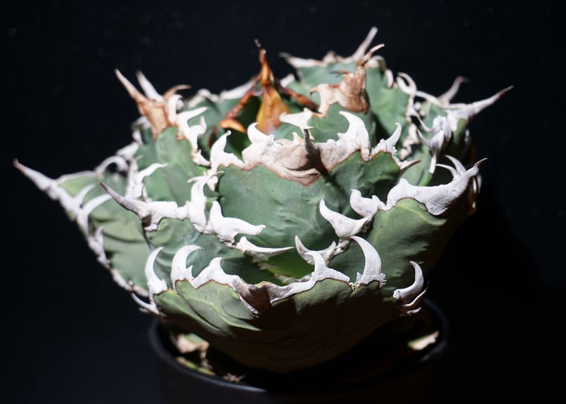 アガベ チタノタ 狂刺夕映 agave titanota 1 | BLACK PLANTS