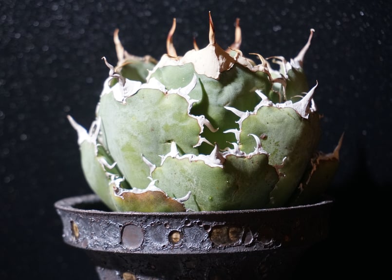 アガベ チタノタ 白鯨 agave titanota 2 | BLACK PLANTS