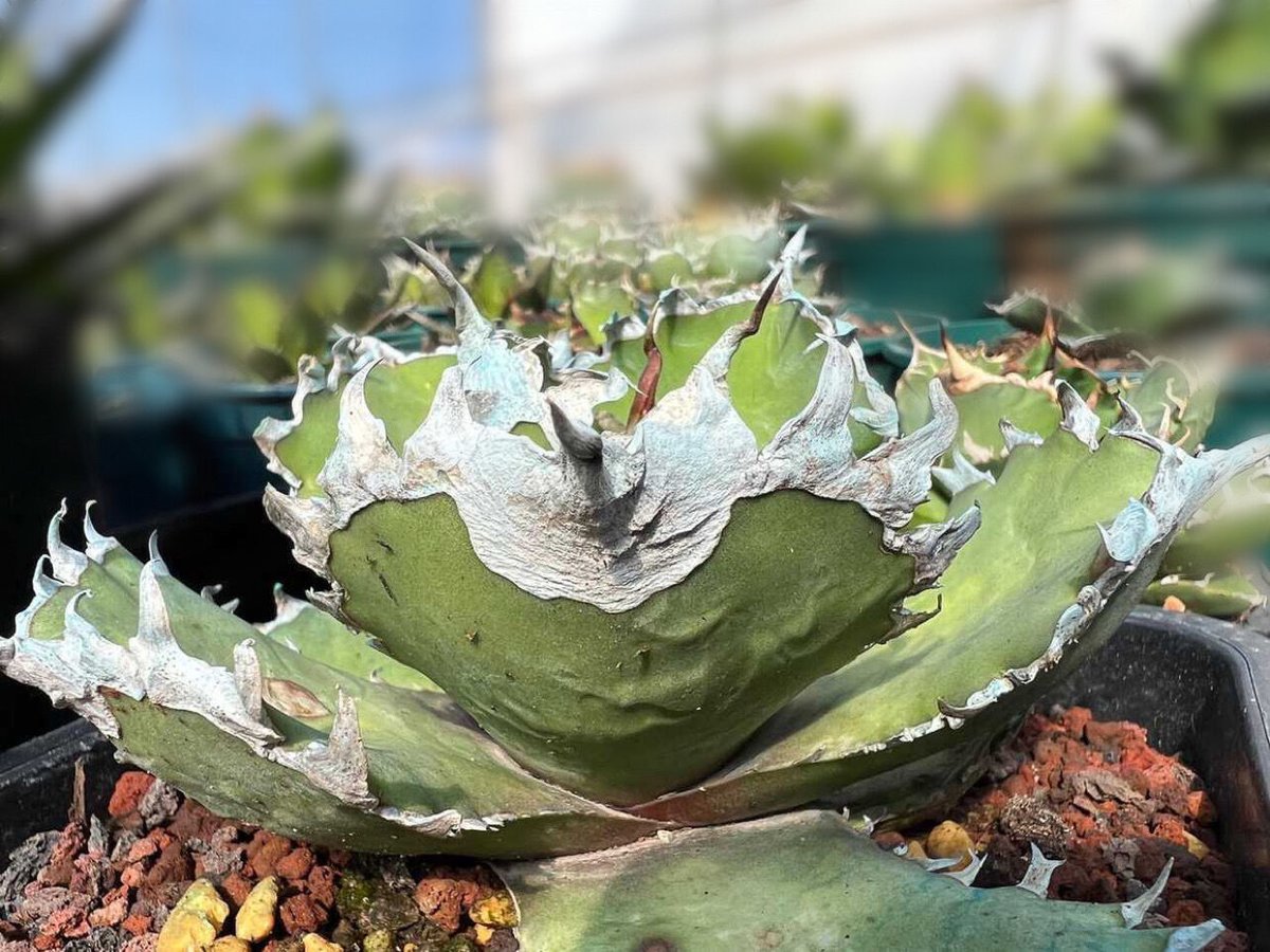 アガベ チタノタ agave titanota 金剛③ 子株 中国株 | BLACK PLANTS