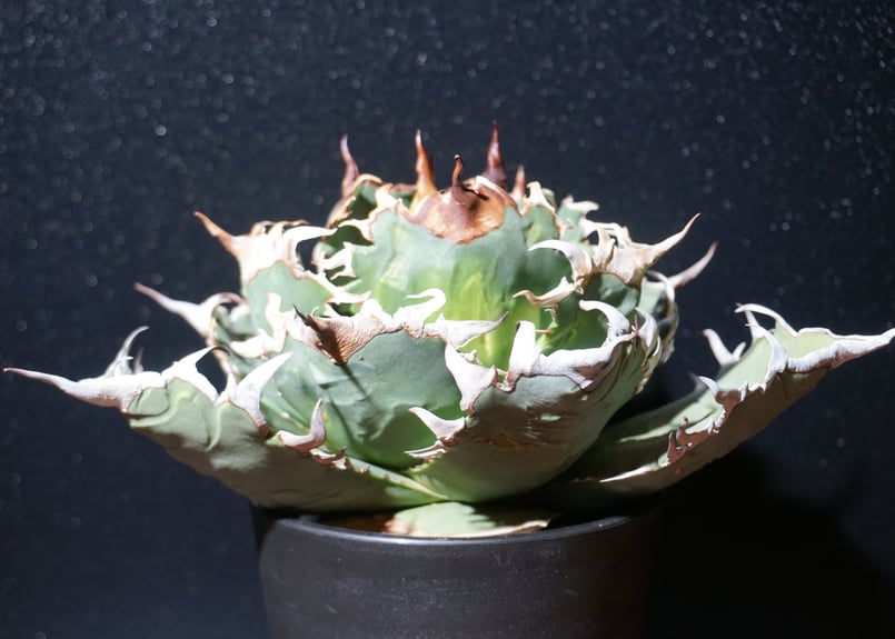 アガベ チタノタ 狂刺夕映 agave titanota 2 | BLACK PLANTS