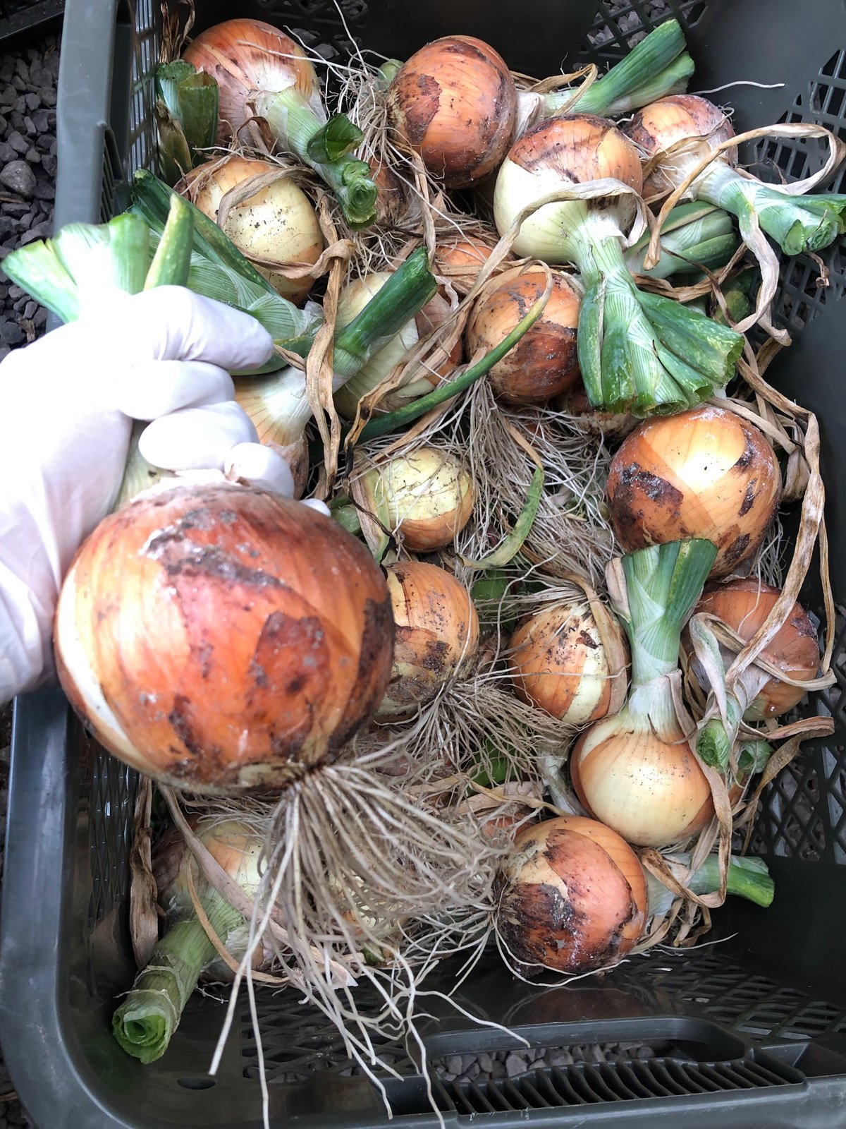 3kg【固定種の旨い玉ねぎ】農薬不使用🧅野菜 自然の甘味！《数量