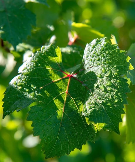 アラリオクラウディオ　ドルチェット・ディ・ディアーノ・ダルバ　ソリ・コスタフィオーレ2024【 DOLCETTO DI DIANO D'ALBA SORI' COSTA FIORE 2024】赤ワイン