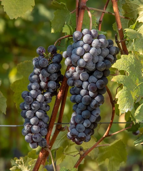 アラリオクラウディオ　ドルチェット・ディ・ディアーノ・ダルバ　ソリ・コスタフィオーレ2024【 DOLCETTO DI DIANO D'ALBA SORI' COSTA FIORE 2024】赤ワイン