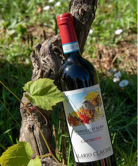 アラリオクラウディオ　ドルチェット・ディ・ディアーノ・ダルバ　ソリ・コスタフィオーレ2024【 DOLCETTO DI DIANO D'ALBA SORI' COSTA FIORE 2024】赤ワイン