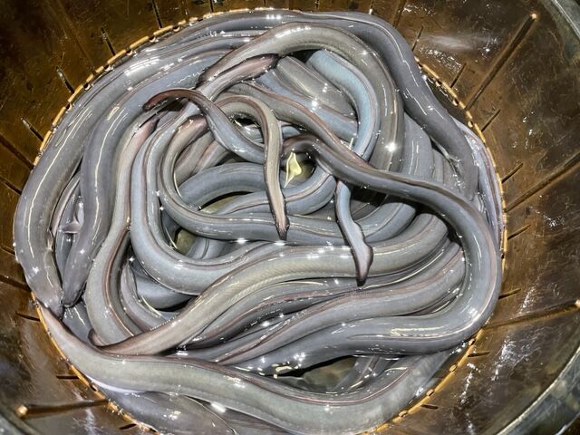 活鰻 国内産5P(1尾約200g)5kg入 | もがみ ONLINE SHOP