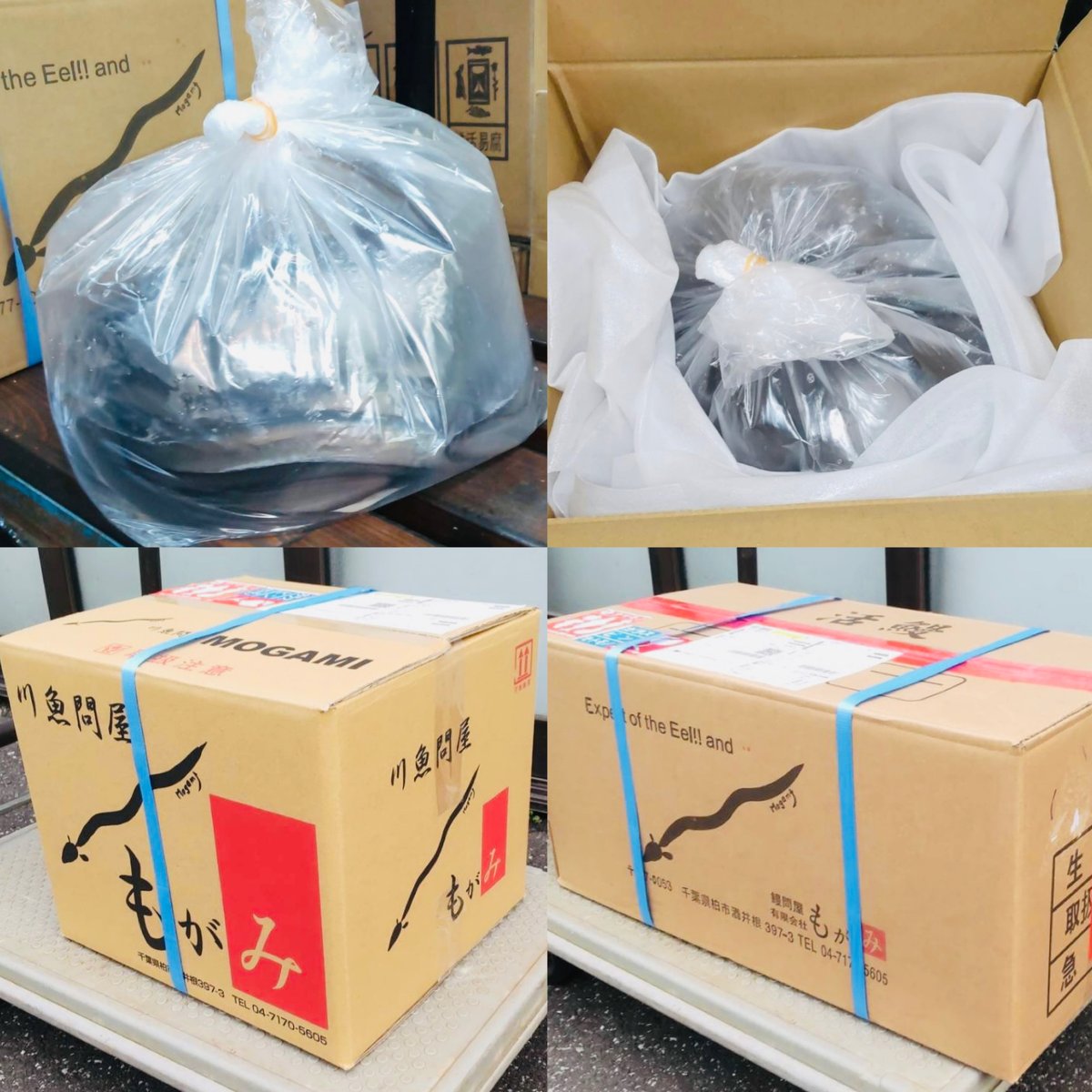 活鰻 国内産5P(1尾約200g)5kg入 | もがみ ONLINE SHOP