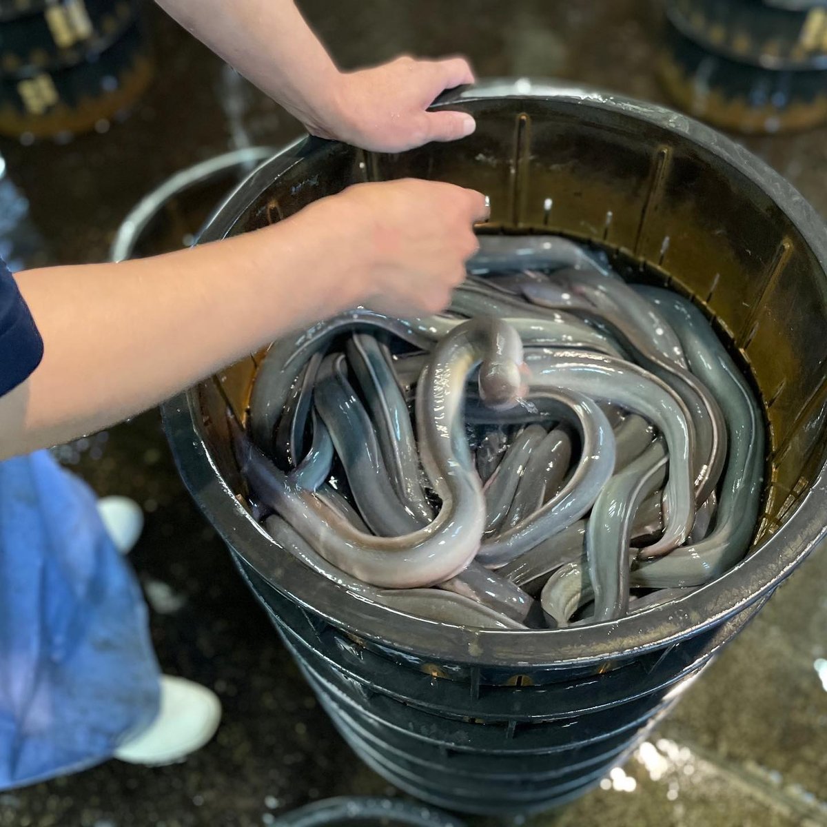 活鰻 中国産5P(1尾約200g)5kg入 | もがみ ONLINE SHOP