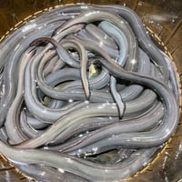 活鰻 国内産4P(1尾約250g)3kg入 | もがみ ONLINE SHOP