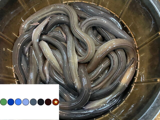 税抜4,100円/kg】活鰻3P 中国産 10kg入り | もがみ ONLINE SHOP