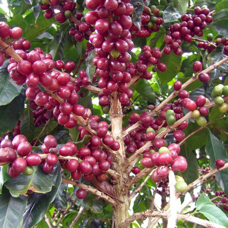 【コーヒー生豆】 5kg ブラジル ドルチェ チョコラーダ　⑨ コーヒー生豆】 5kg ブラジル ドルチェ チョコラーダ ⑨