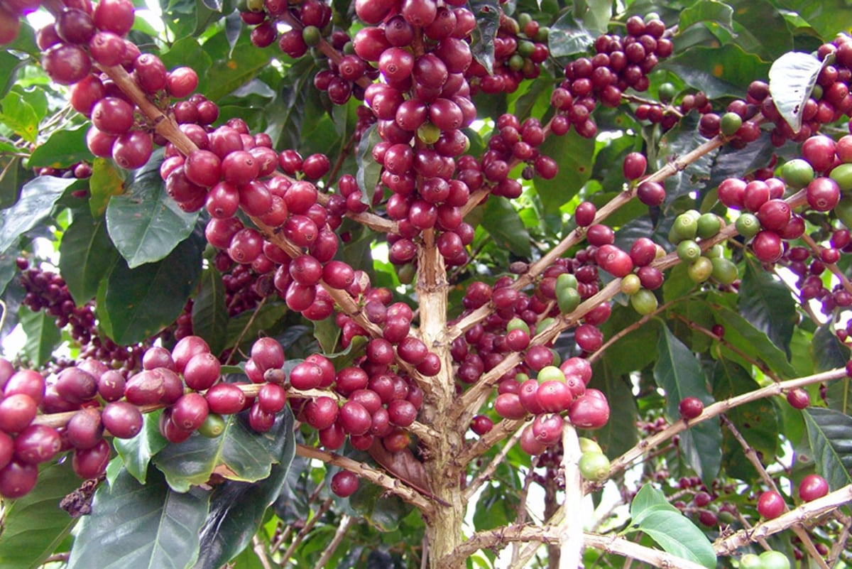 ドルチェチョコラーダ / 中煎り | MERRY COFFEE