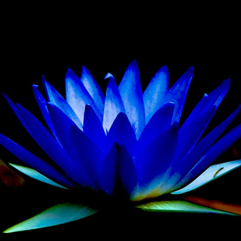 聖水とも称えられる甘く淑やかな香り】ブルーロータスアブソリュート