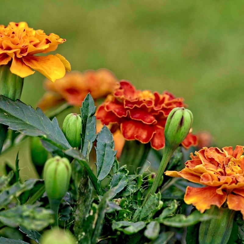✨マリーゴールド ✨ 秋色マリーゴールド「ゼニスレッド」