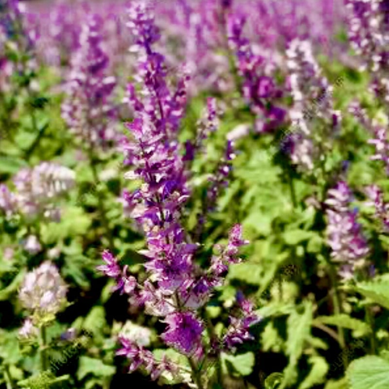 有機クラリセージ精油10ml | Earthshare Aroma