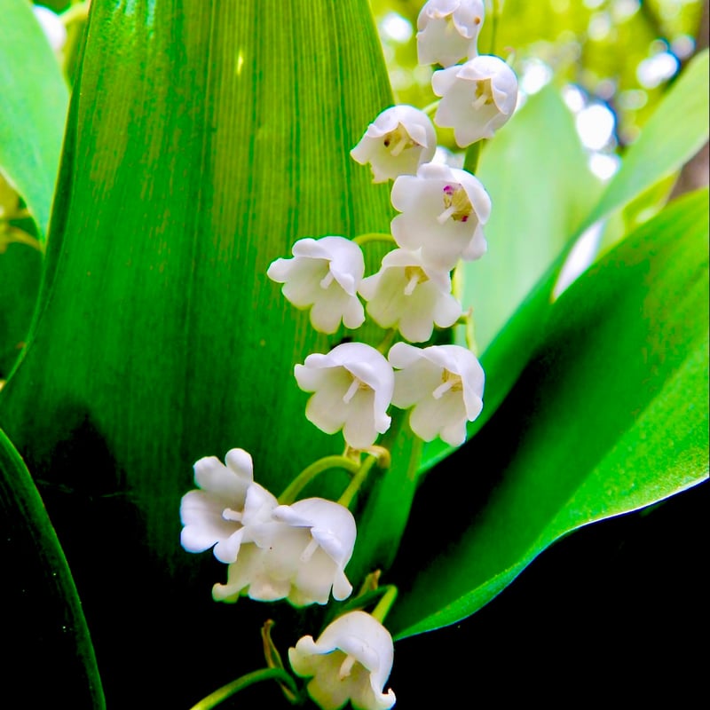 ☆ハイクオリティフレグランスオイル☆すずらん30ml | Earthshare Aroma