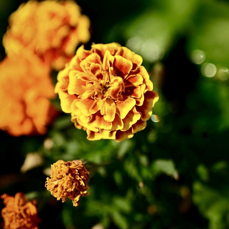 有機マリーゴールド精油5ml | Earthshare Aroma