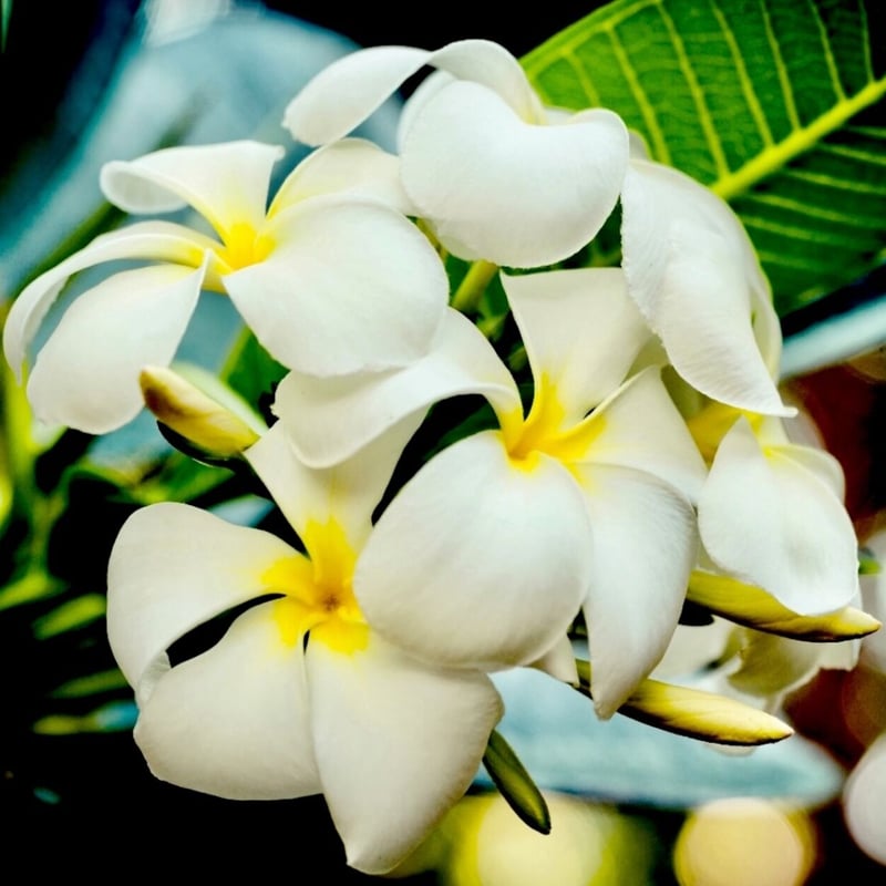 フランジバニ（プルメリア）アブソリュート10ml | Earthshare Aroma