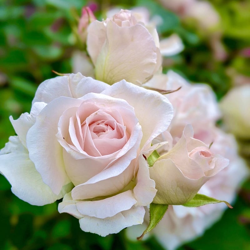 エッセンシャルオイル poteto エッセンシャルオイル poteto エッセンシャルオイル poteto インサイト