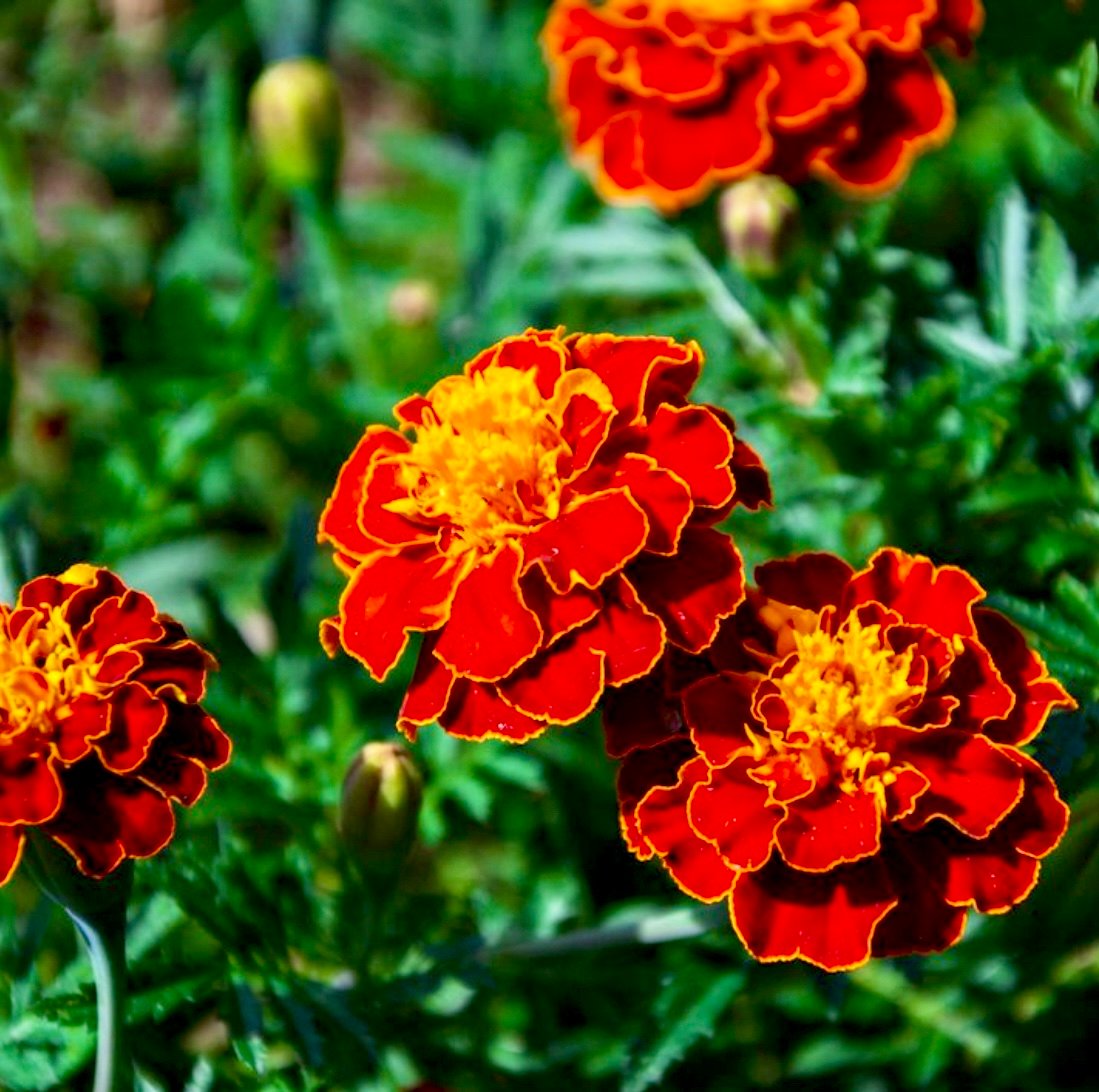 有機マリーゴールド精油5ml | Earthshare Aroma