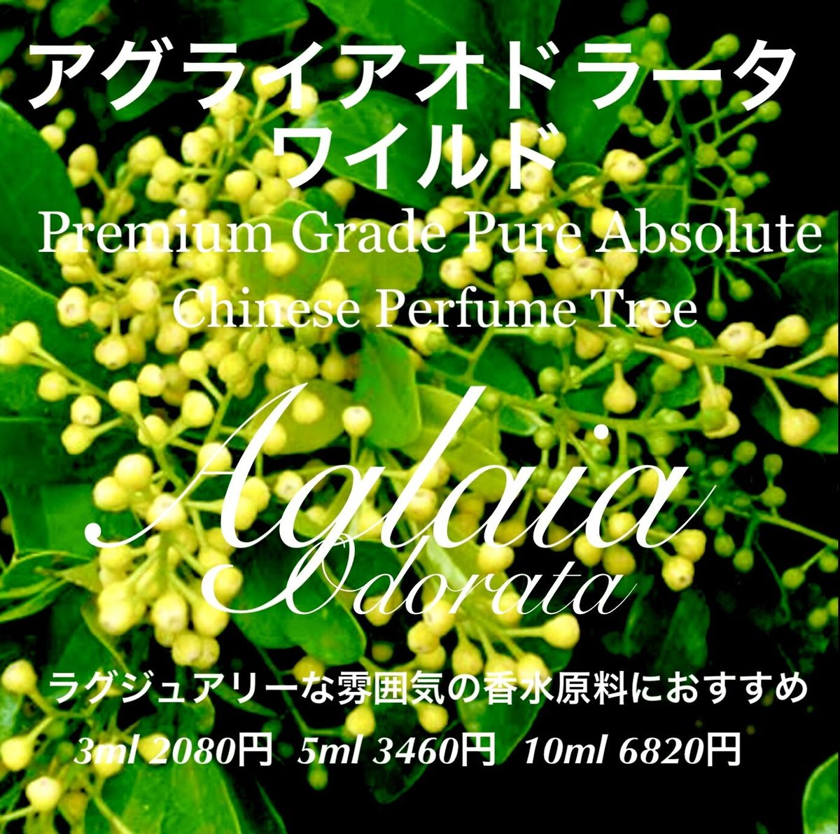 アグライアオドラータ（樹蘭）ワイルドアブソリュート5ml | Earthshare