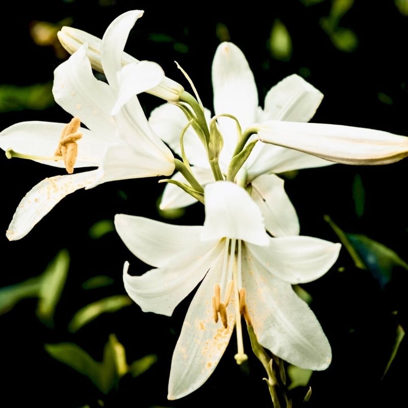 有機マドンナリリーアブソリュート10ml | Earthshare Aroma