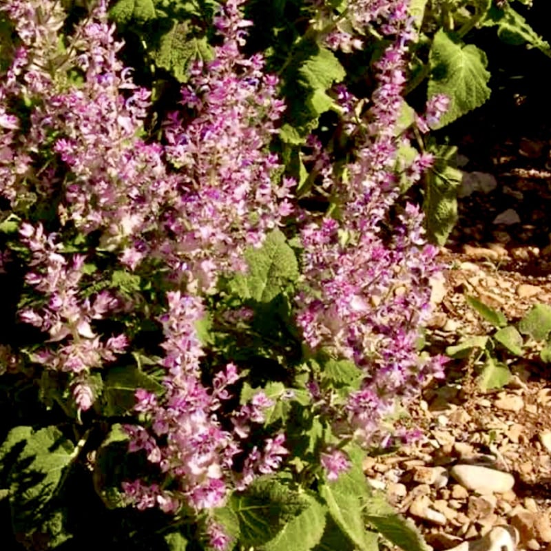 有機クラリセージ精油10ml | Earthshare Aroma