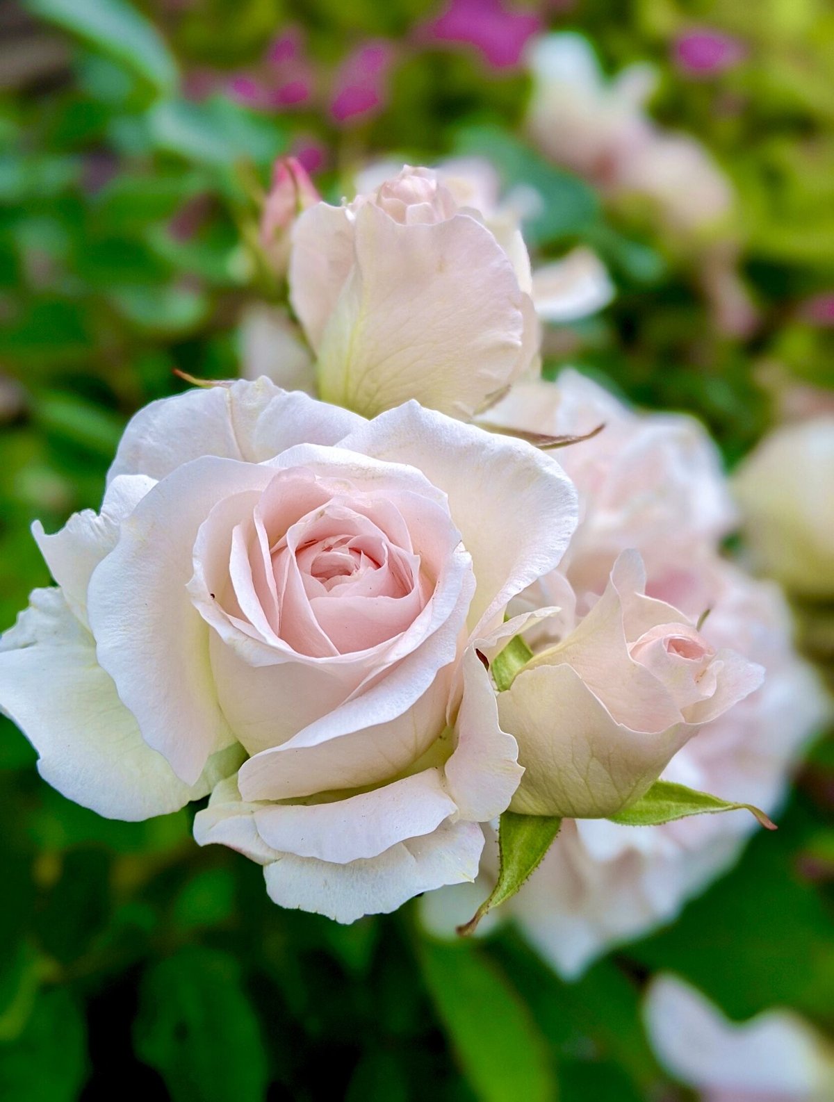 有機ブルガリアンアルバローズオットー10ml | Earthshare Aroma