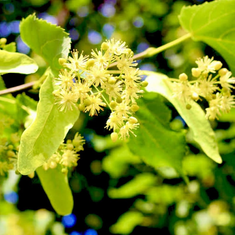 リンデンブロッサム（菩提樹の花）アブソリュート30ml