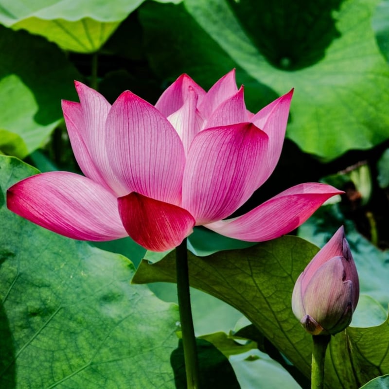 ピンクロータスアブソリュートType①3ml | Earthshare Aroma