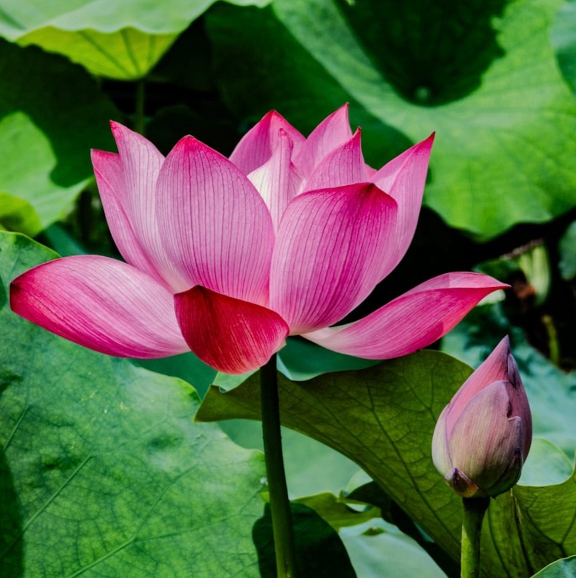 ピンクロータスアブソリュートType①3ml | Earthshare Aroma