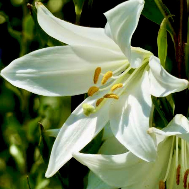 TOCCA MADONNA LILY 復刻　マドンナリリー TOCCA MADONNA LILY 復刻 マドンナリリー