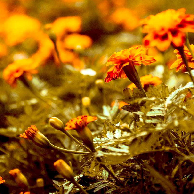 有機マリーゴールド精油5ml | Earthshare Aroma