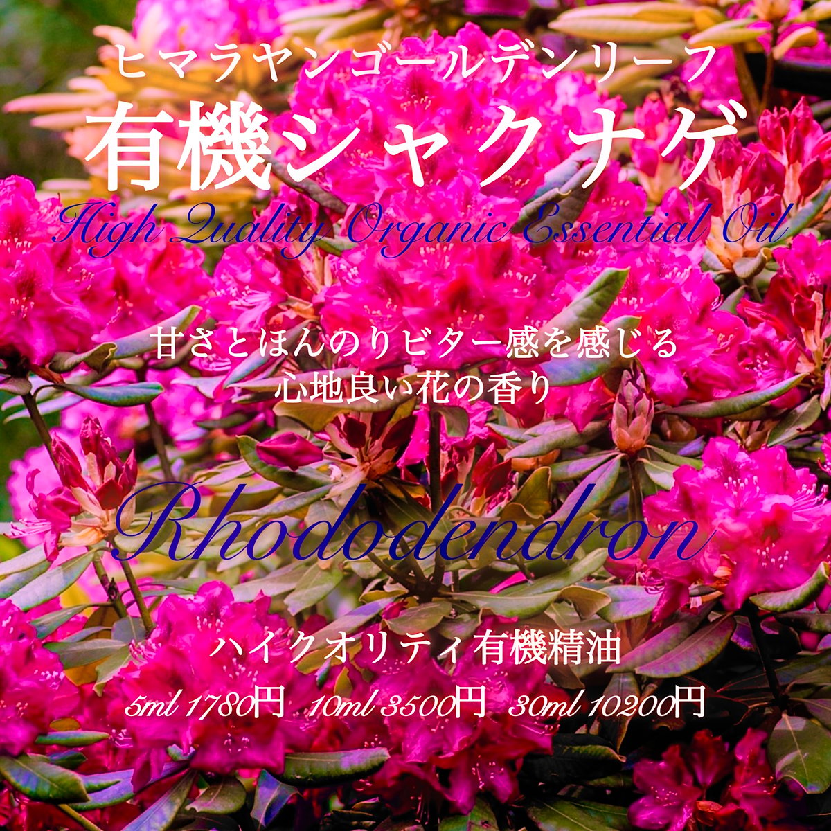 有機しゃくなげ精油10ml | Earthshare Aroma