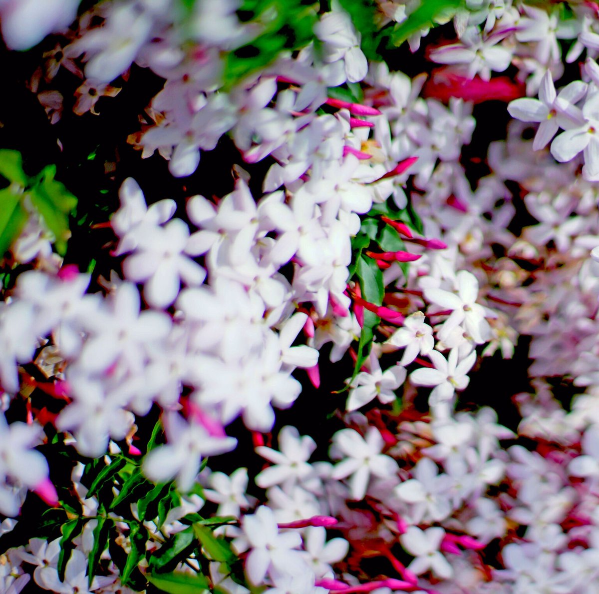 有機ジャスミングランディフローラムアブソリュート3ml | Earthshare Aroma