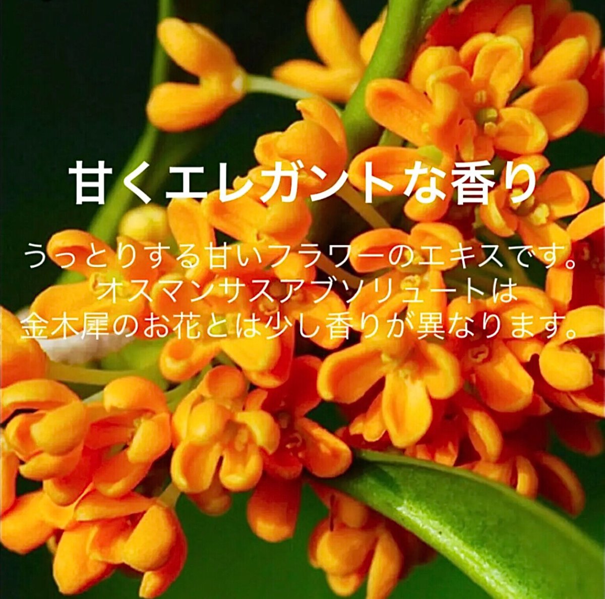 うっとり甘い香り】オスマンサス（金木犀）ワイルドアブソリュート