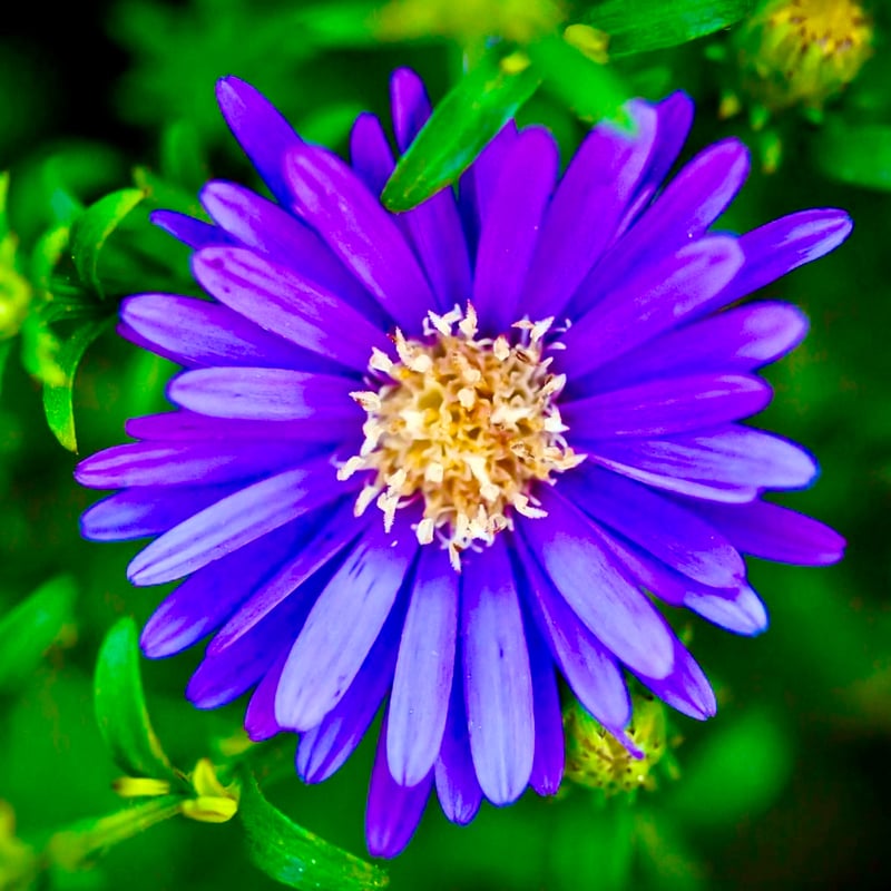 有機カモミールジャーマン精油30ml | Earthshare Aroma