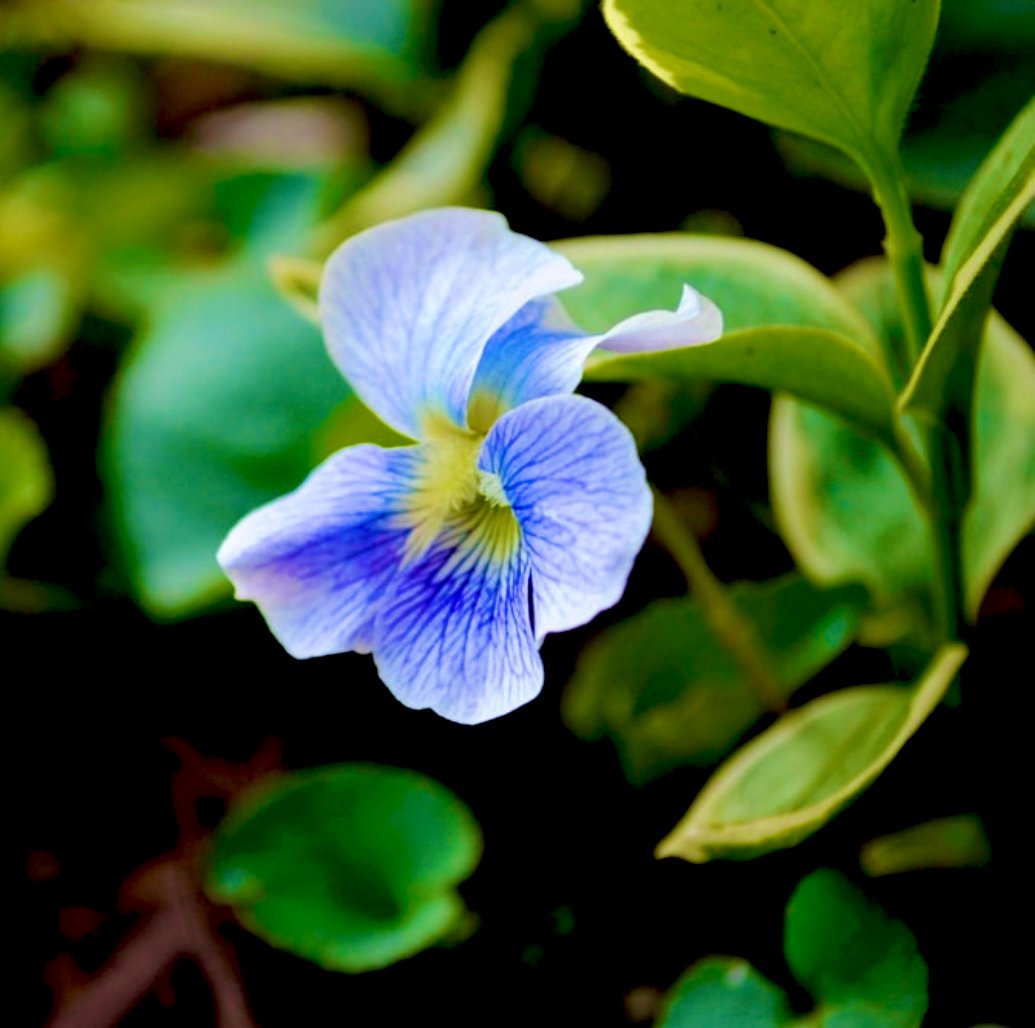 甘くパウダリーな香り】バイオレットフラワーandリーフアブソリュート