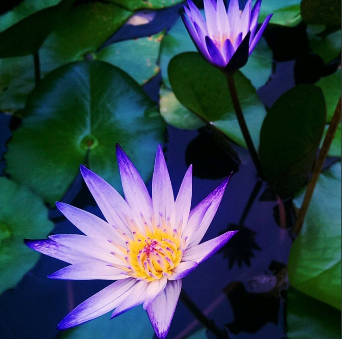 スーパーミント&ブルーロータス エッセンシャルオイル fit=scale-down,w=1200