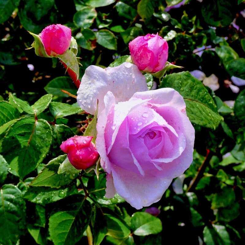 ブルガリアローズバレーより直輸入】最高品質有機ブルガリ