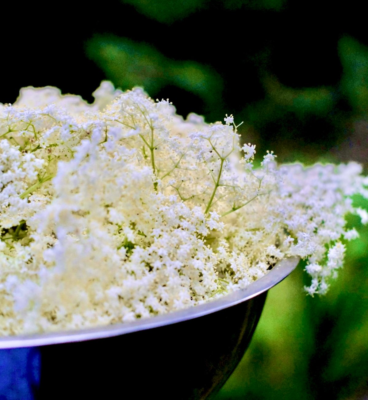 エルダーフラワー・アブソリュート／5ml アロマオイル 香り 100