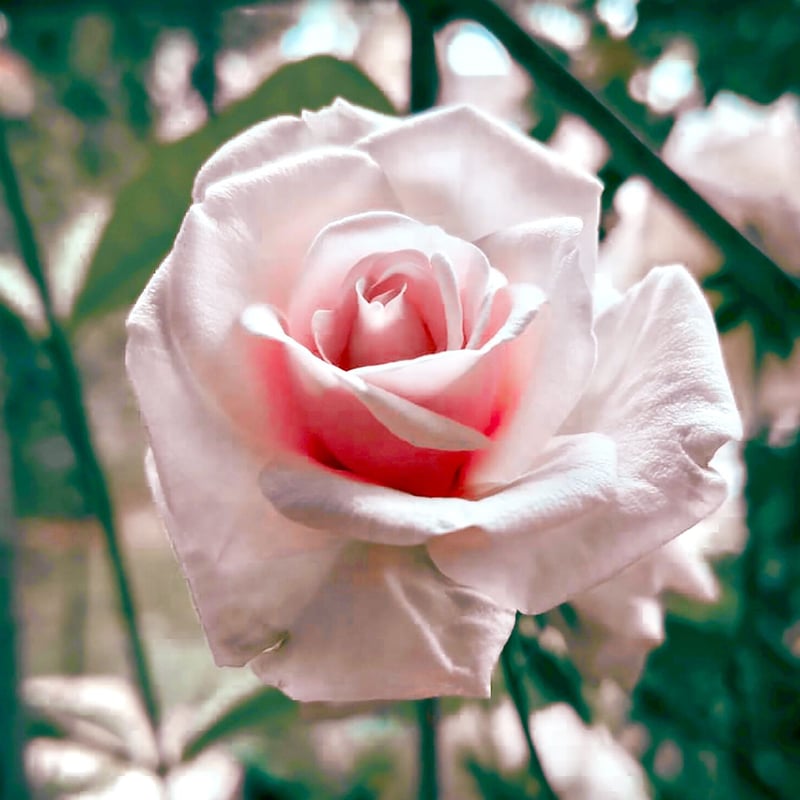 有機ブルガリアンアルバローズオットー10ml | Earthshare Aroma