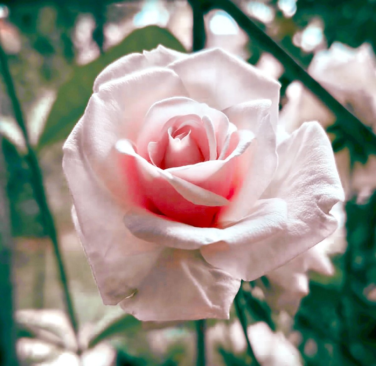 有機ブルガリアンアルバローズオットー10ml | Earthshare Aroma