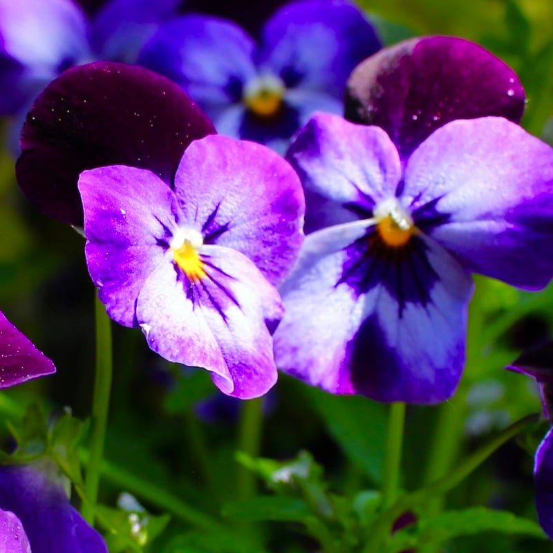 甘くパウダリーな香り】バイオレットフラワーandリーフアブソリュート