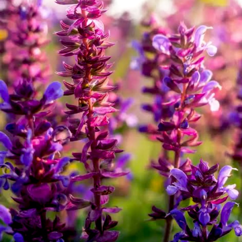 有機クラリセージ精油10ml | Earthshare Aroma